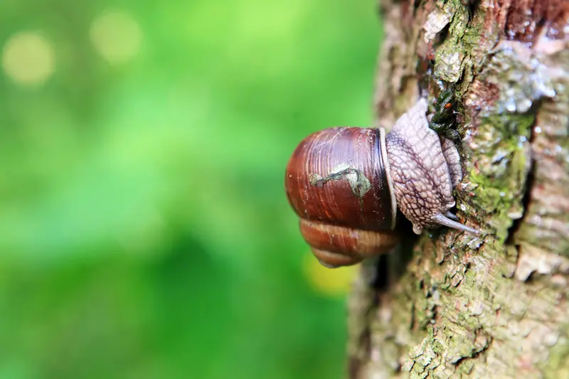Pest Management Photo
