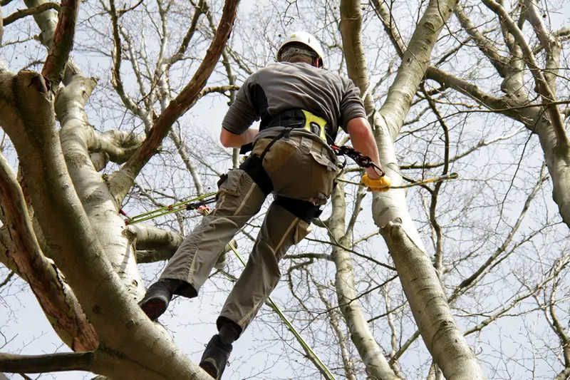 Tree Service Photo