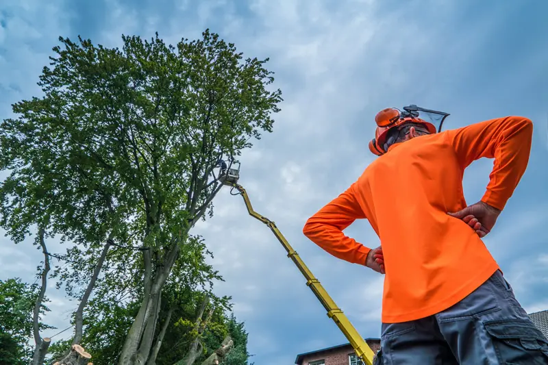 Tree Trimming Photo