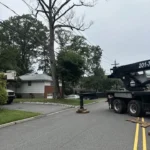 tree removal in hoboken