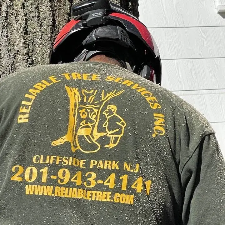 tree stump grinding services