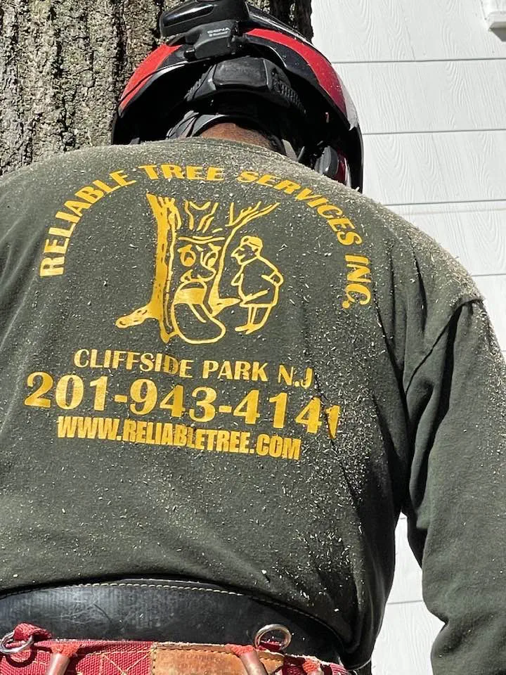 tree stump grinding services