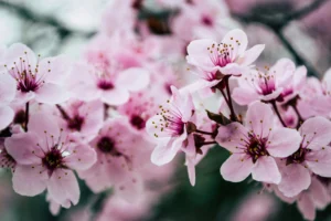 Flowers blooming in spring