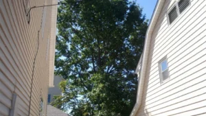 Tree Service near Cliffside Park, NJ