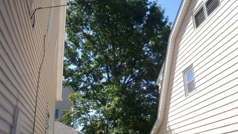 Tree Service near Cliffside Park, NJ