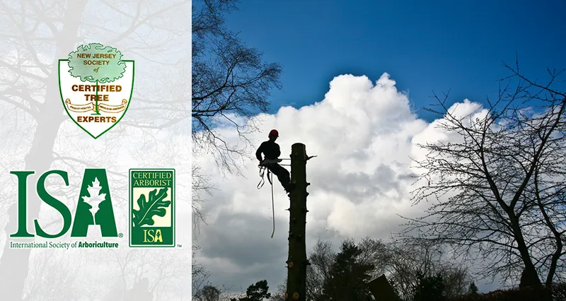 Certified Arborist in Ridgewood