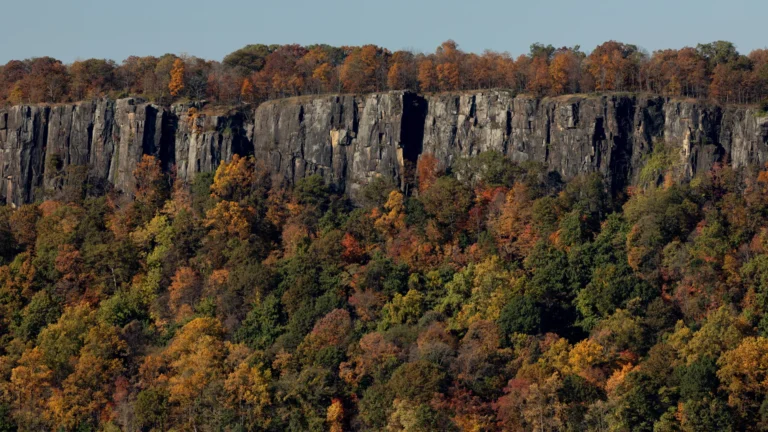 Alpine Tree Servivce Company