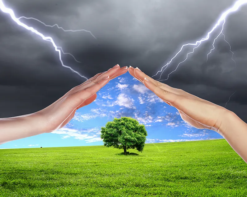 Storm Proof Your Trees