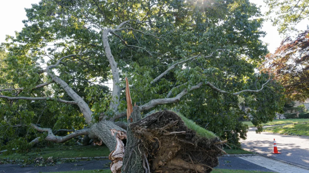 Emergency tree service for storm damage or tree failure