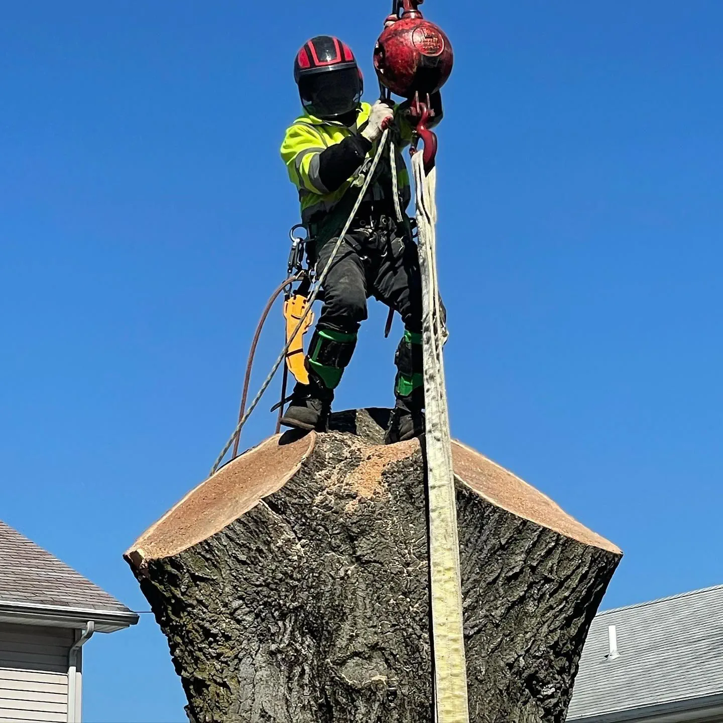 Tree Service Near Me