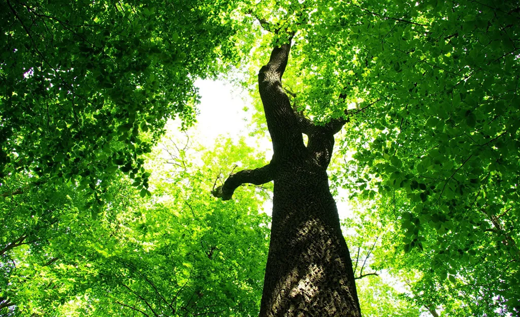 Tree Trimming in Allendale, NJ
