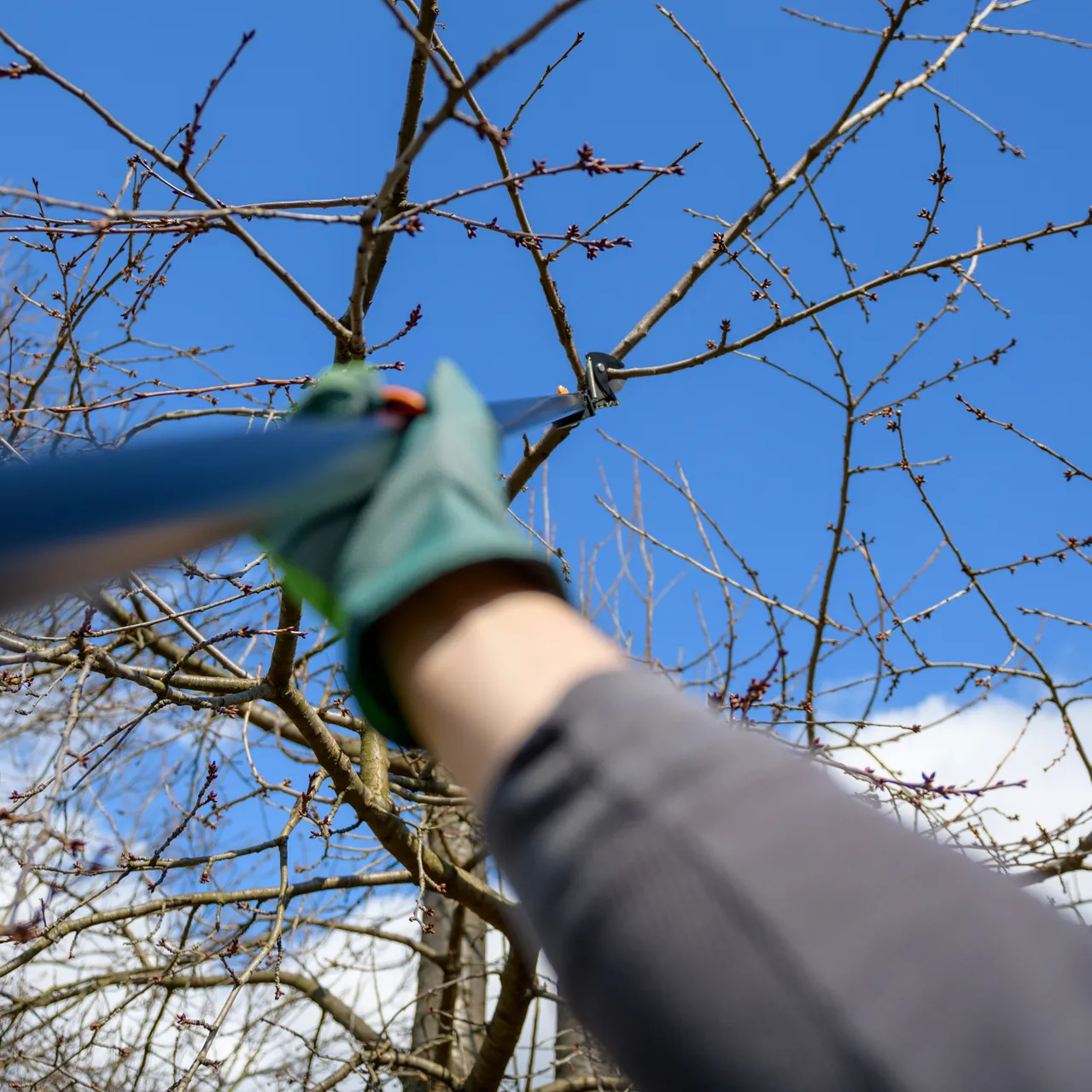 Tree Pruning near me