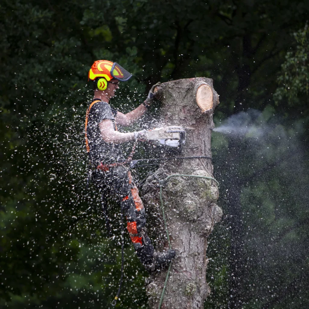 Tree Removal