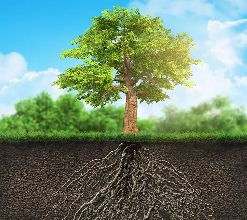 Tree Health Assessment