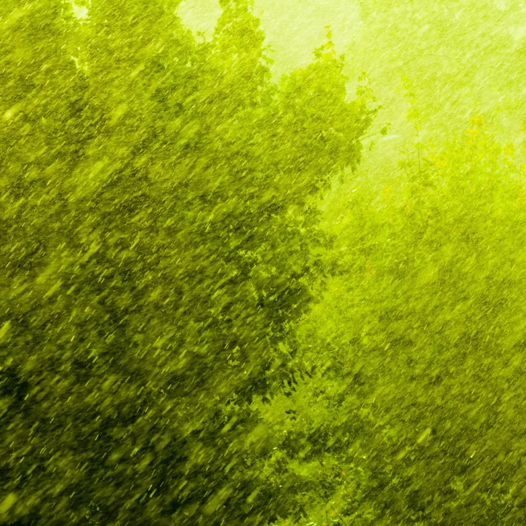 Tree Storm Proofing Near Me