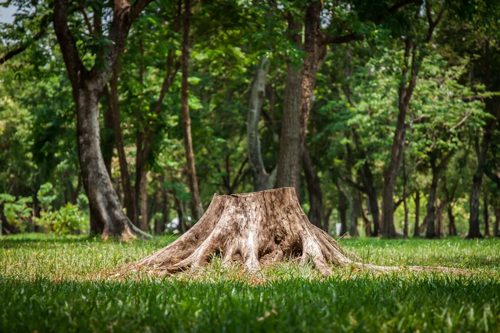 tree stump in yard