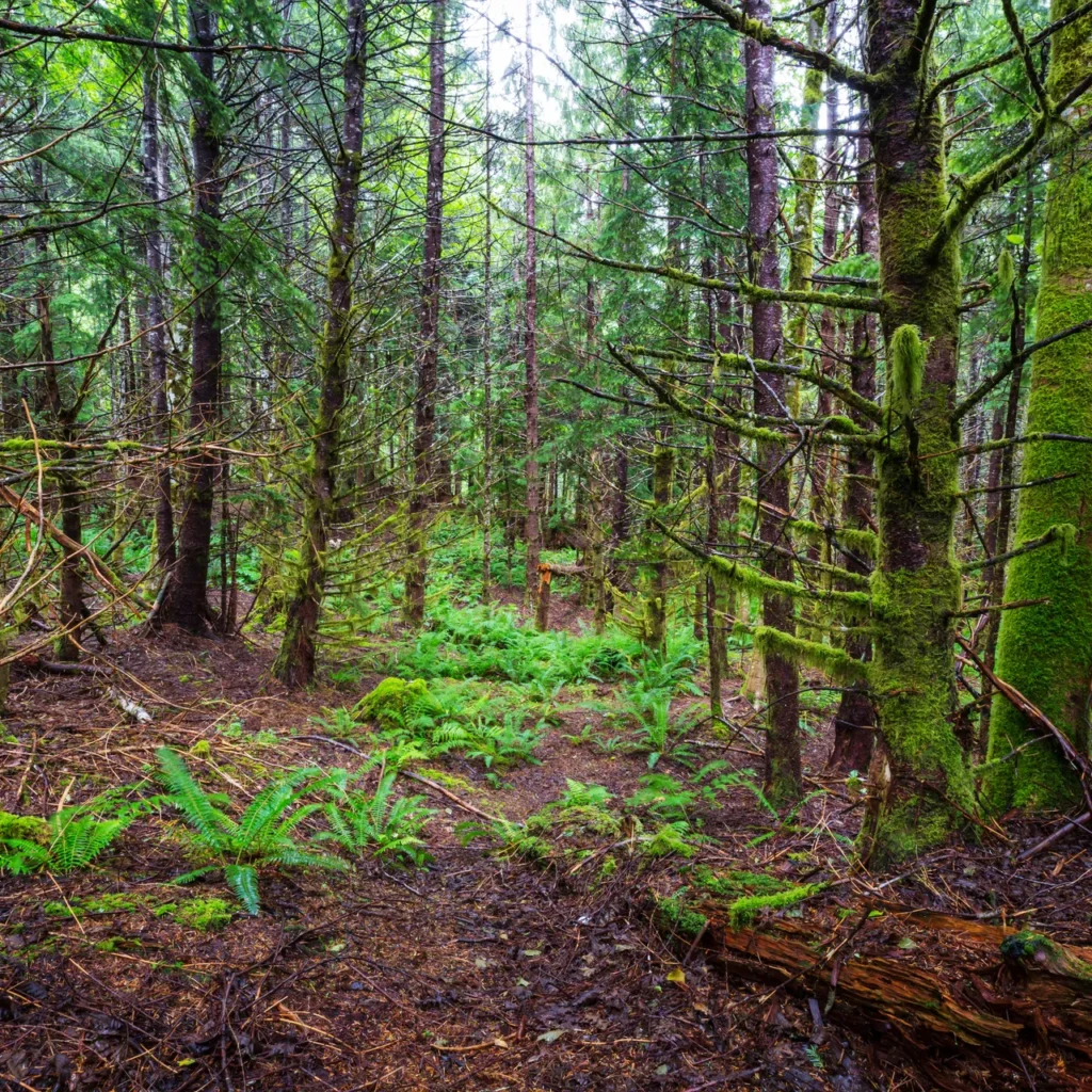 Land Clearing