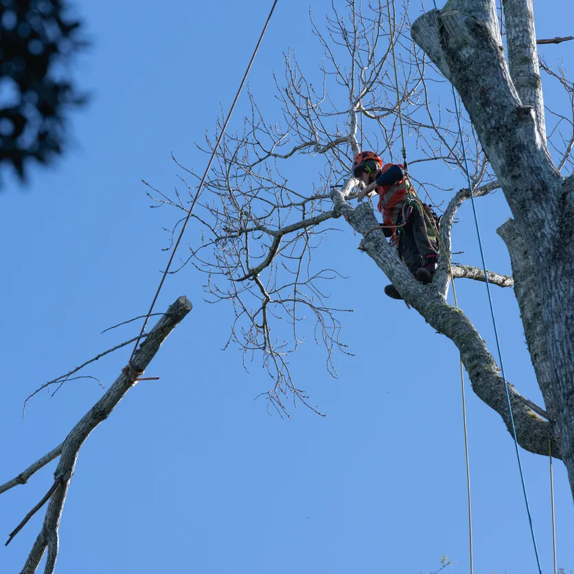 Arborist Trimming Tree