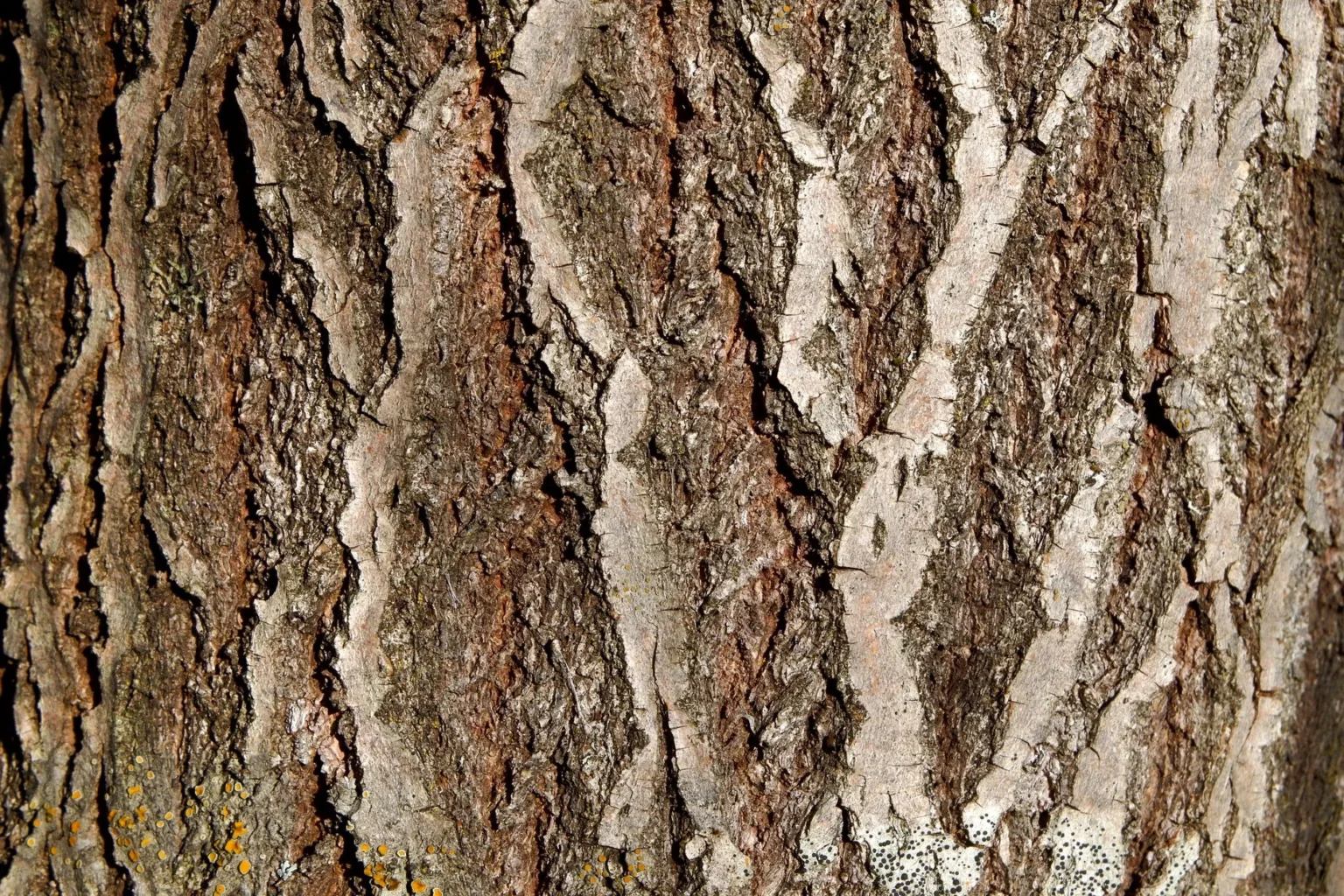 Close view of furrowed tree bark with a diamond pattern of pale ridges and dark brown plates, with orange lichen at the base