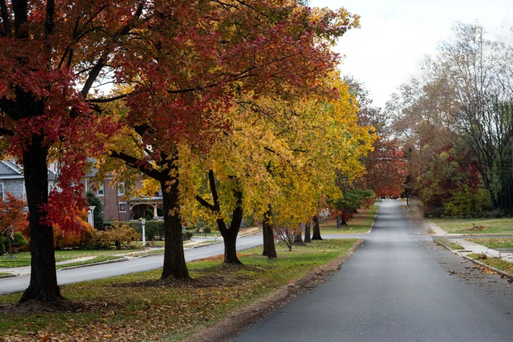 Maples with red and yellow autumn leaves along a quiet residential street, where tree pest management in Oradell starts with looking up