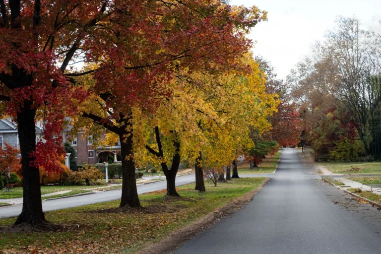 Maples with red and yellow autumn leaves along a quiet residential street, where tree pest management in Oradell starts with looking up