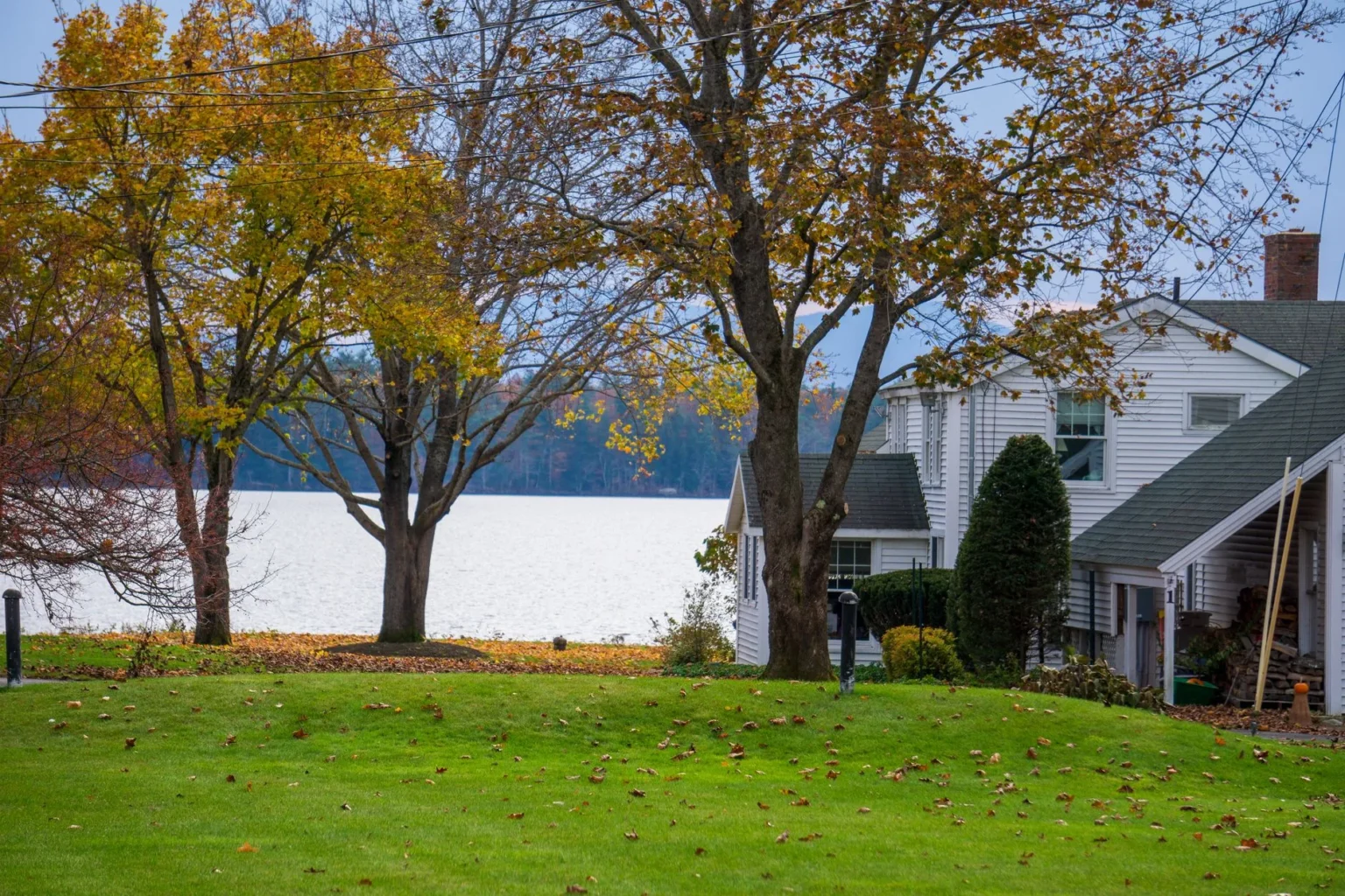 Mature maples in yellow autumn color beside a white house and a lawn, the kind of trees that need tree storm proofing in Ramsey