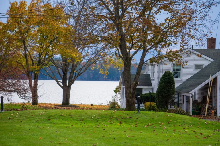 Mature maples in yellow autumn color beside a white house and a lawn, the kind of trees that need tree storm proofing in Ramsey