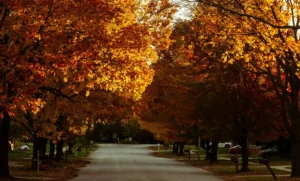 Mature maples in orange and gold fall color arching over a quiet residential street, the kind of trees that tree trimming in Fair Lawn looks after