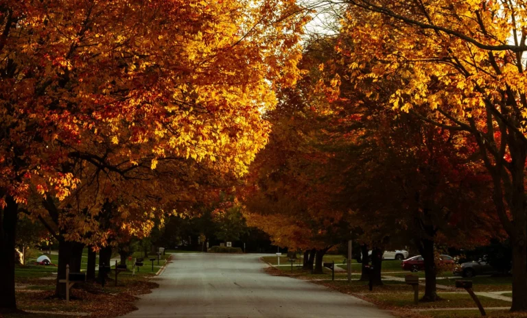 Mature maples in orange and gold fall color arching over a quiet residential street, the kind of trees that tree trimming in Fair Lawn looks after