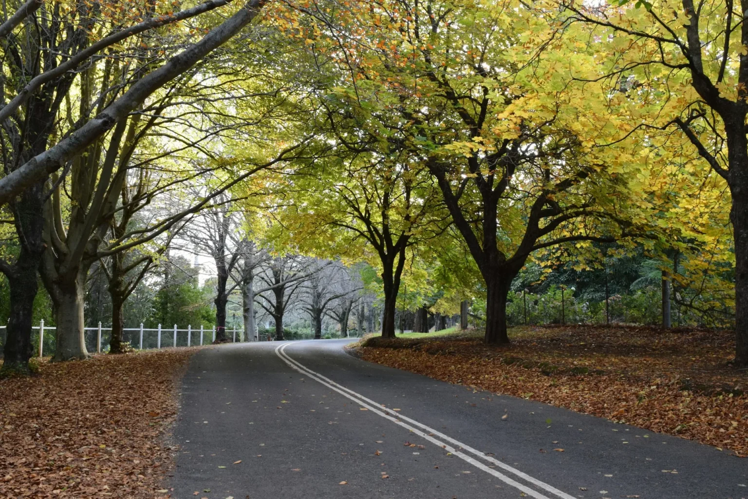 A quiet road curving under a canopy of mature trees in yellow autumn color with fallen leaves along both verges