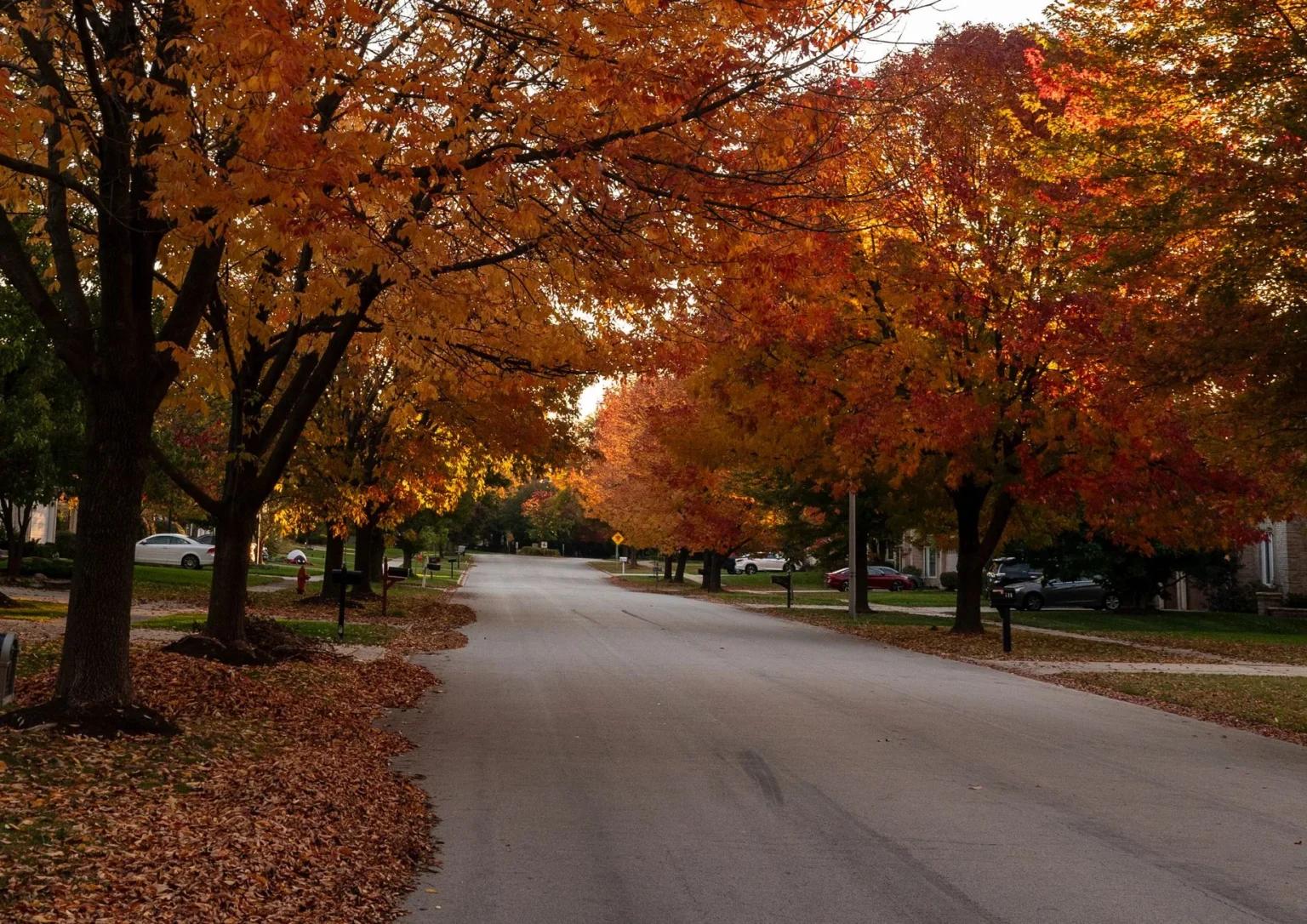 Mature shade trees in orange and red fall color arching over a residential street with fallen leaves along the curb