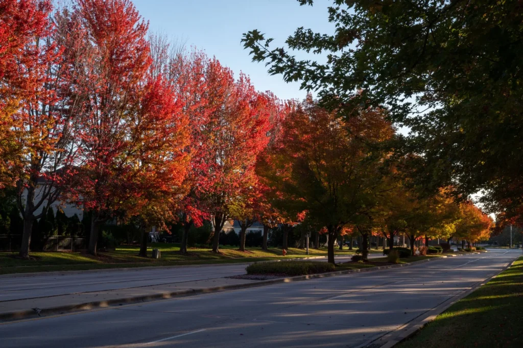 Maples in red and orange fall color lining a quiet road, the kind of street trees behind tree feeding in Demarest