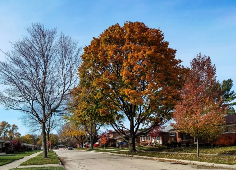 A large maple in orange autumn color beside a quiet residential street, the kind of mature tree that tree removal in Secaucus decisions involve