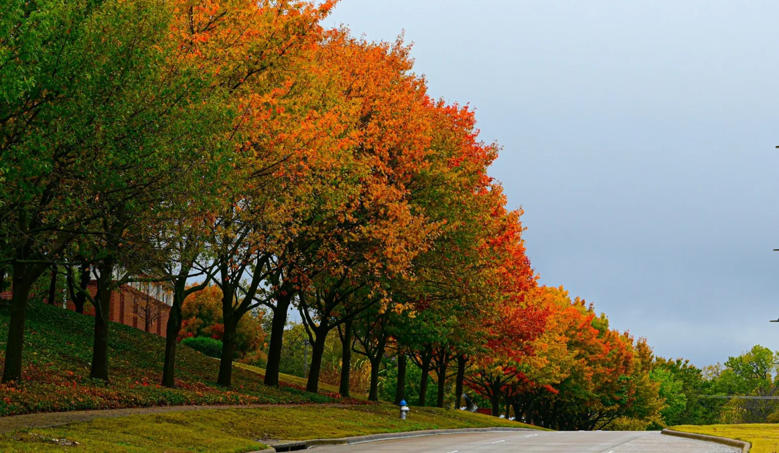 A long row of trees in green, orange and red fall color beside a road under a gray sky