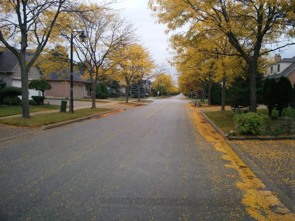 A residential street lined with mature trees in yellow fall color, the setting for tree feeding in Rutherford and nearby towns