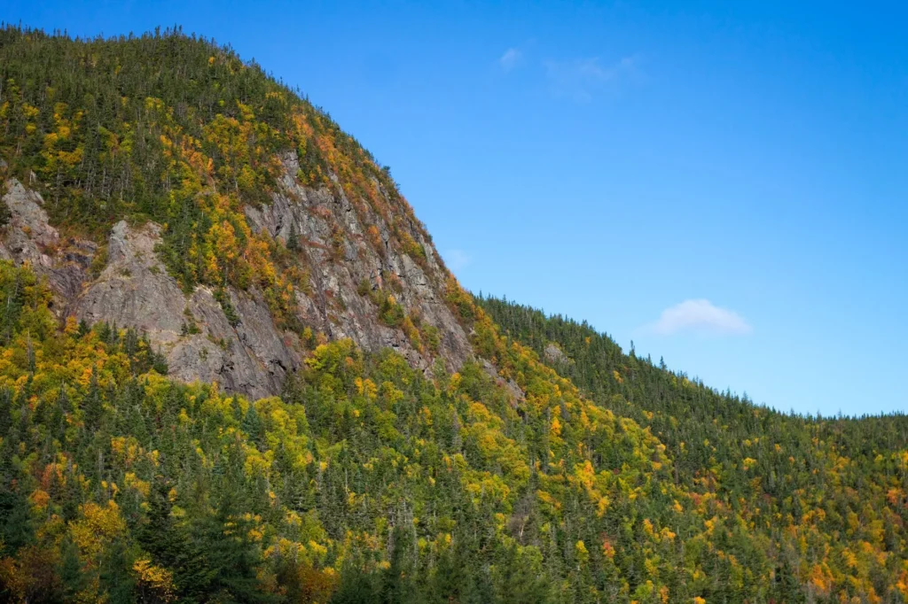 Steep wooded hillside with yellow and green autumn leaves above a rock cliff, the kind of slope that shapes tree removal in North Bergen