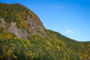 Steep wooded hillside with yellow and green autumn leaves above a rock cliff, the kind of slope that shapes tree removal in North Bergen