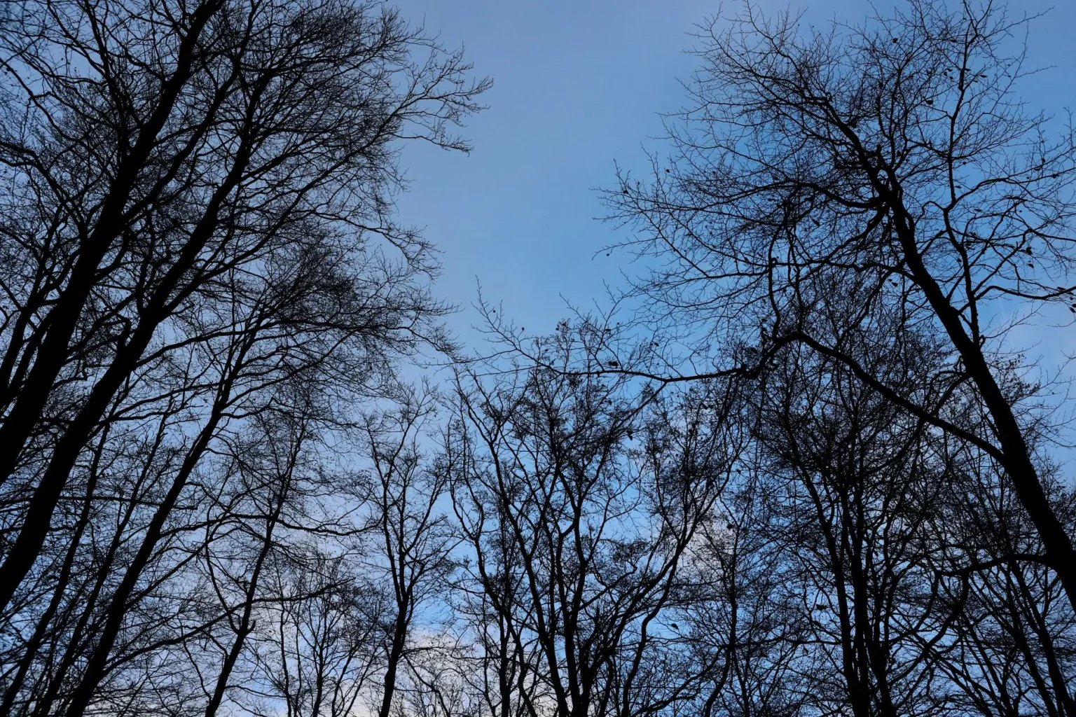 Tall bare winter trees with fine leafless branches seen from below against a clear blue evening sky