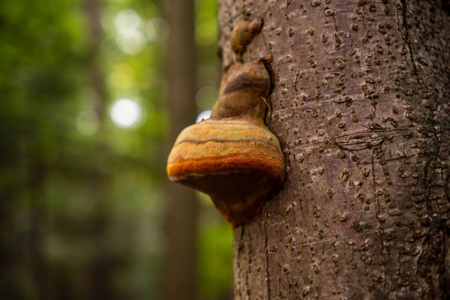 A shelf shaped bracket fungus in orange and brown bands growing from the bark of a tree trunk, a sign to have the tree inspected