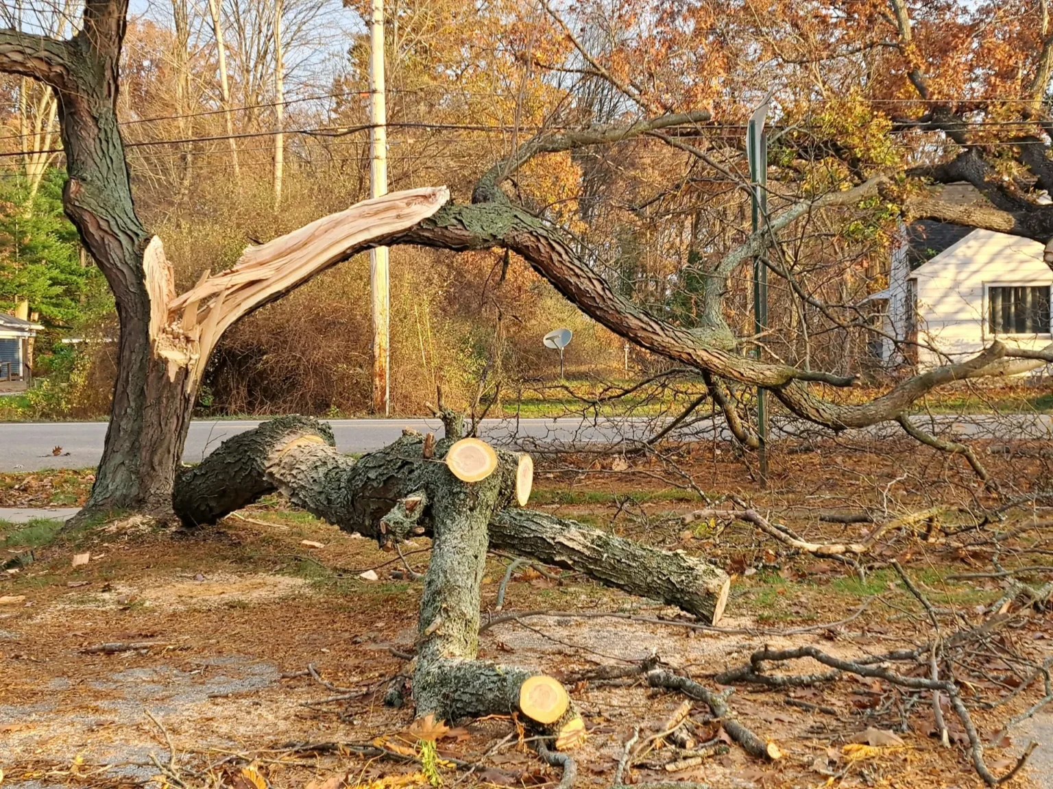 A large limb torn away from the trunk of an old tree beside a road, with cut sections of the limb on the ground