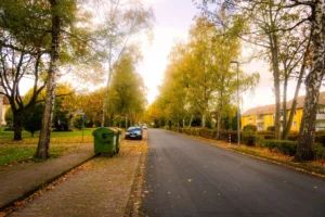 Birches and other street trees in yellow fall color along a quiet road, the kind of street trees behind tree pest management in Guttenberg