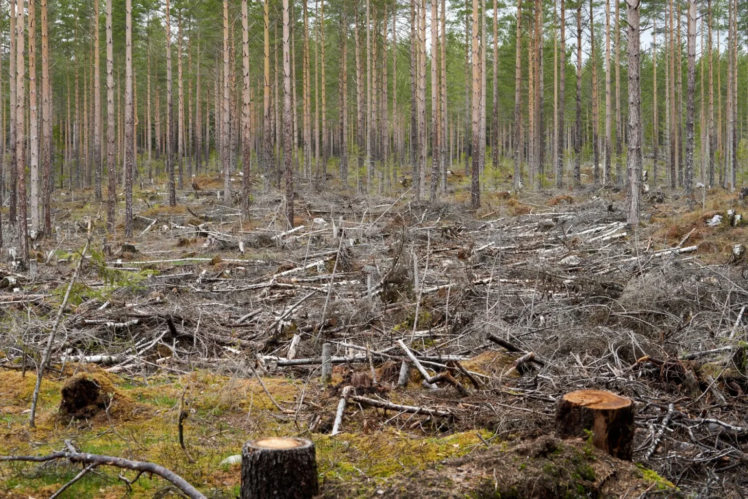 A cleared patch of woodland with cut stumps and scattered brush in front of tall standing pine trees