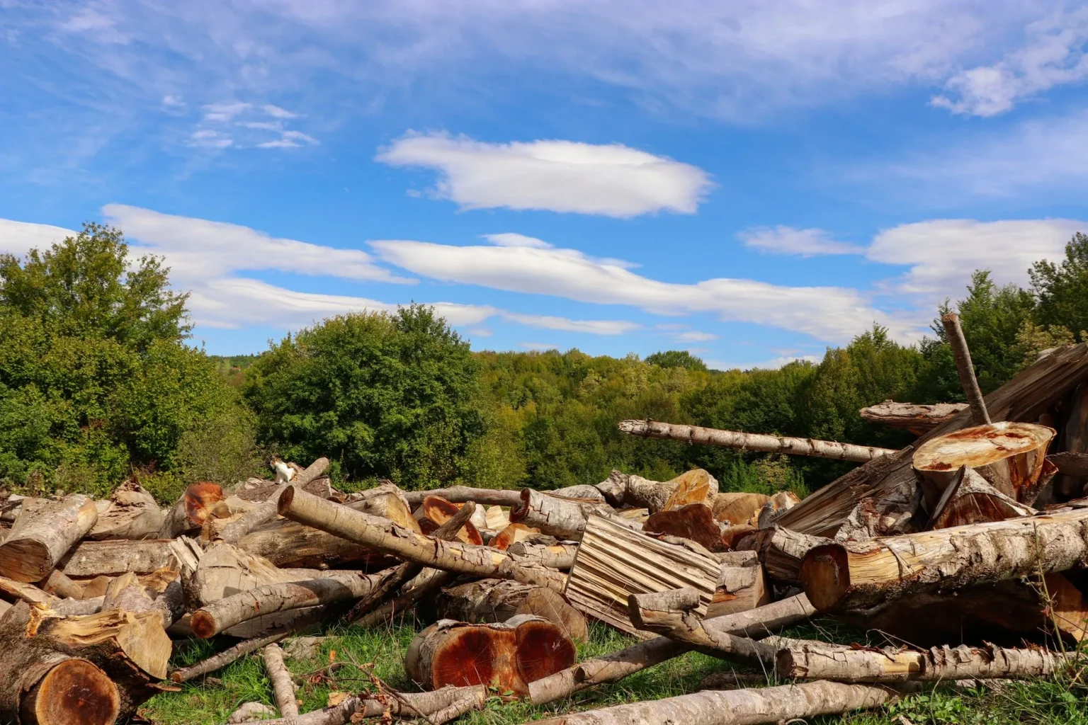 Pile of cut logs and limbs on grass with leafy green trees and a blue sky with clouds behind
