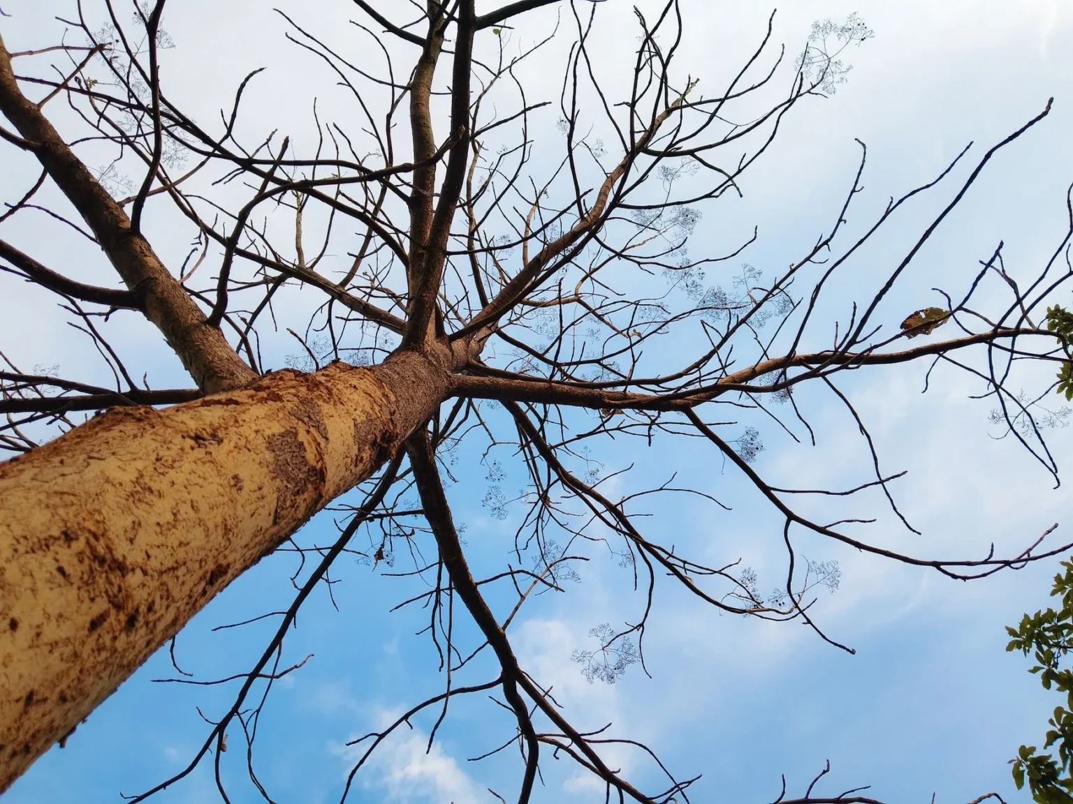 Looking up the trunk of a leafless tree with bare branches spreading against a blue sky with thin clouds
