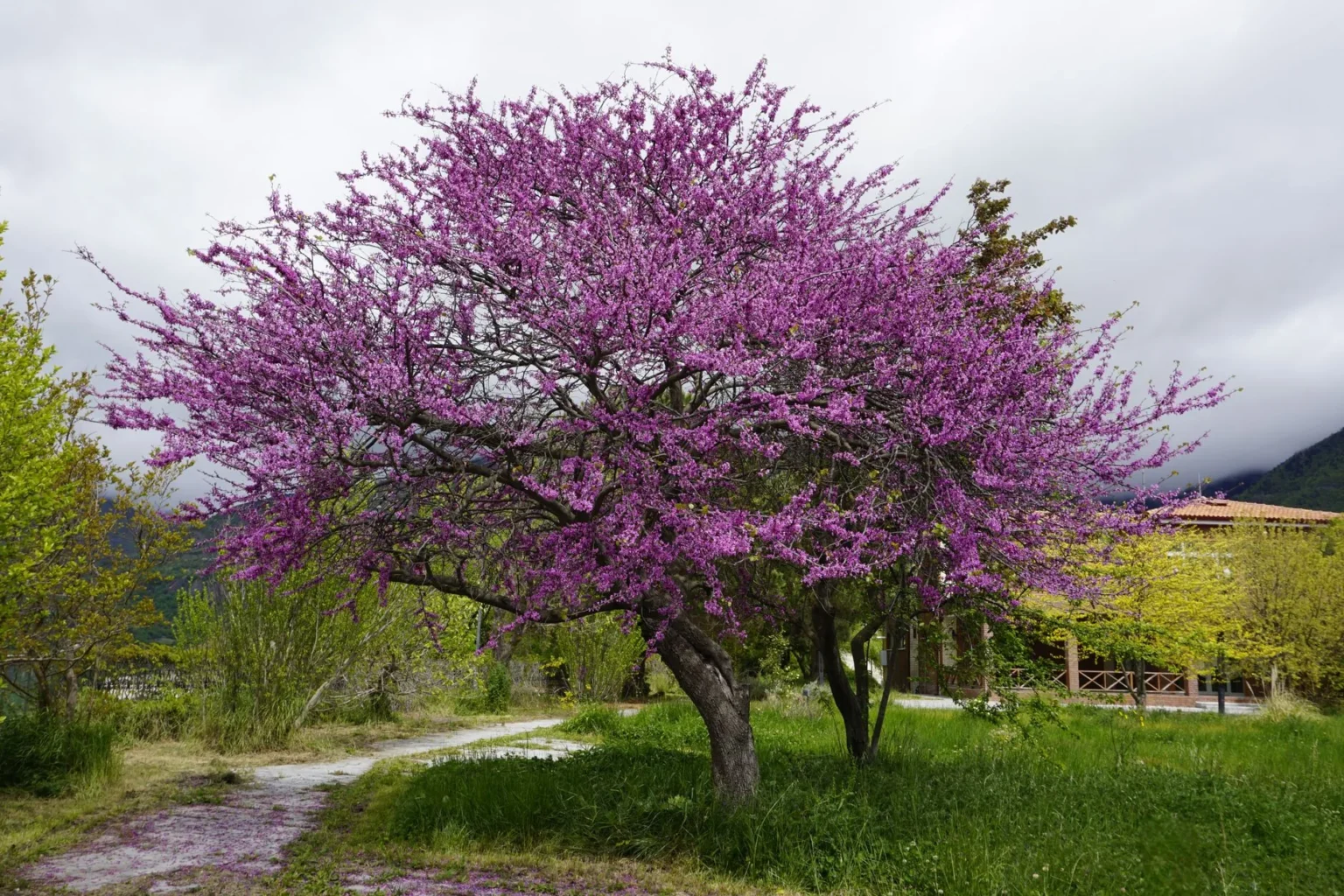A small redbud tree covered in pink purple spring blossoms beside a path and lawn under a cloudy sky