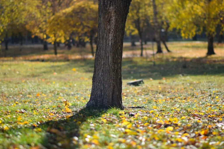 A mature tree trunk standing in a lawn dotted with yellow fallen leaves, the ground where tree maintenance in River Edge starts