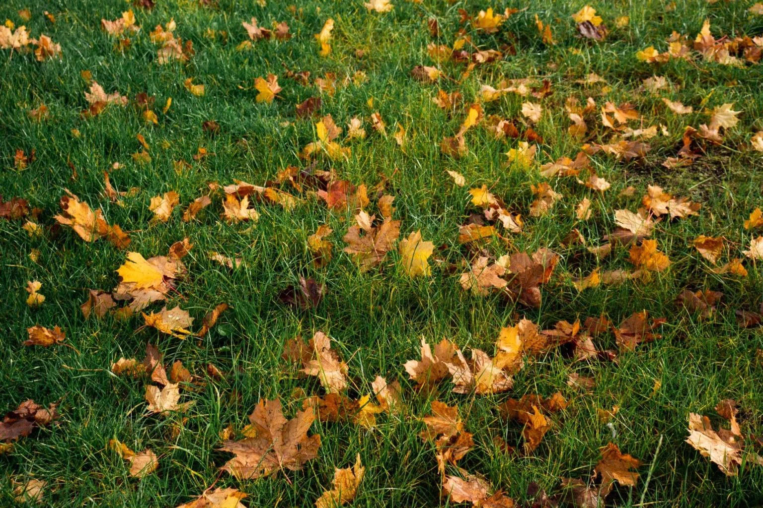 Fallen maple leaves in yellow and brown scattered on green grass, the leaf litter that returns nutrients to the soil under a tree