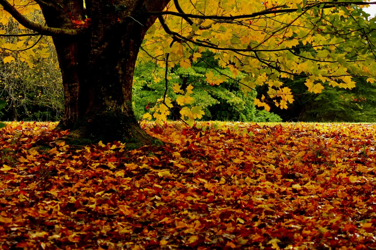 A large maple trunk with yellow leaves overhead and a thick carpet of red and orange fallen leaves on the ground beneath