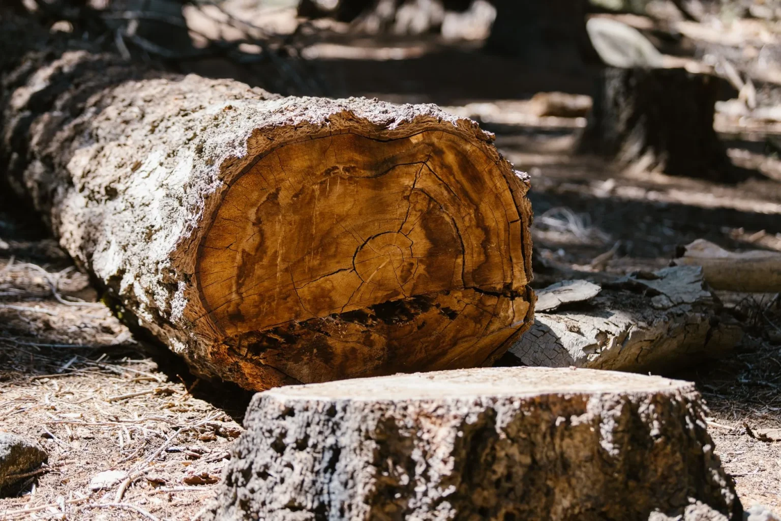 A cut log lying beside a fresh stump on dry ground, showing the cross section of wood left after a tree is taken down