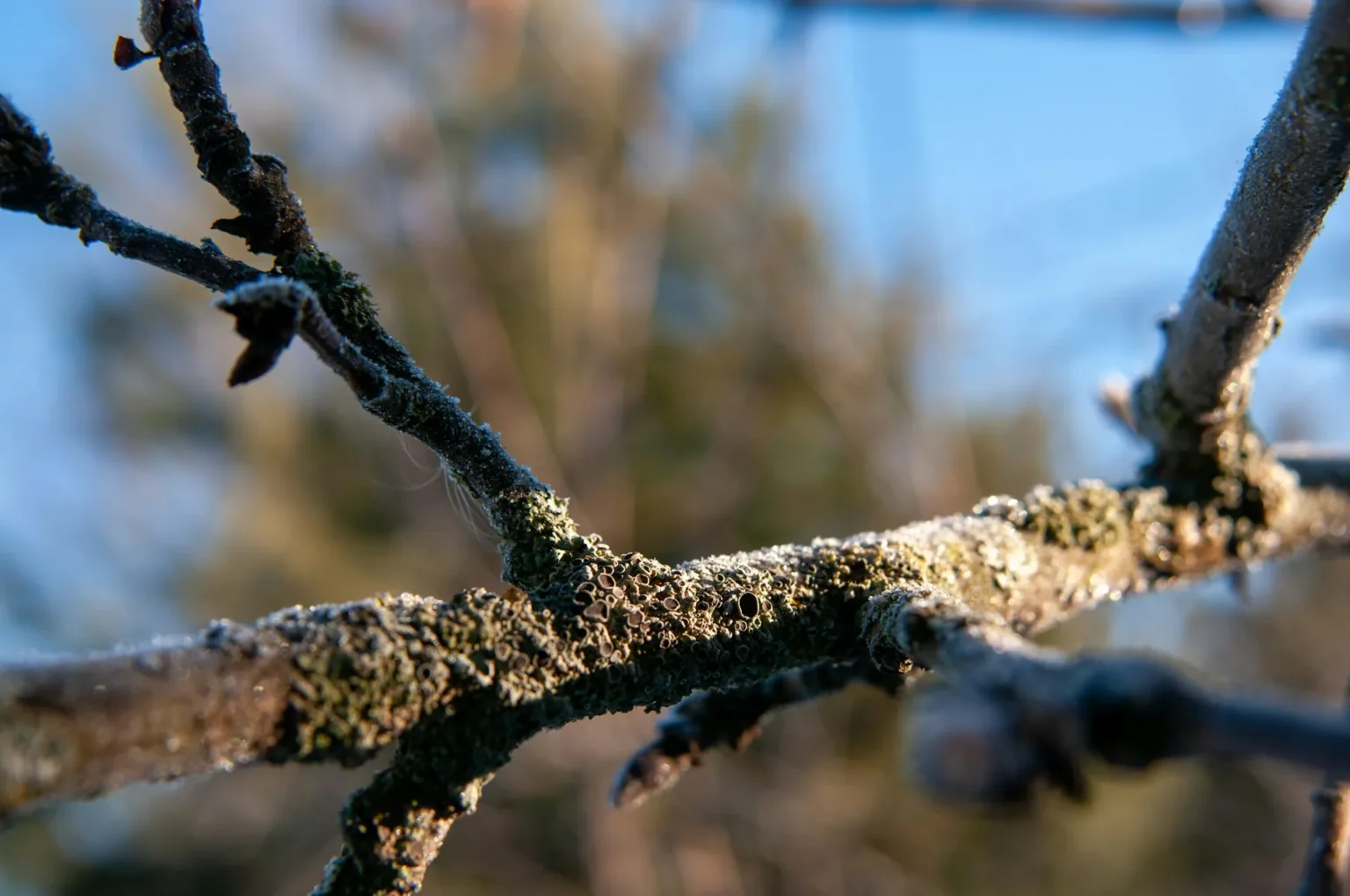 Frosted tree branches covered in green gray lichen against a blurred blue and gold background